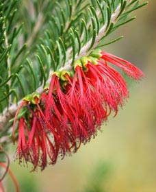 Ethel Daw Scenic Drive - Kawana Tourism 0