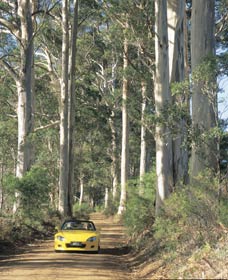 Scotsdale Tourist Drive - Kawana Tourism 0