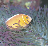 Rowley Shoals - Kawana Tourism