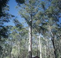 Diamond Tree Lookout Manjimup - Kawana Tourism