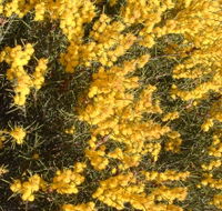 Dalwallinu Remnant Bushland - Kawana Tourism