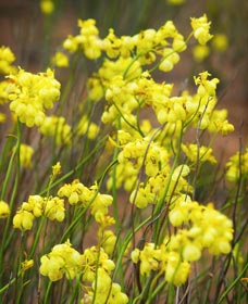 Mount Madden Scenic Drive - Kawana Tourism 0