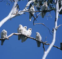 Carawine Gorge - Kawana Tourism