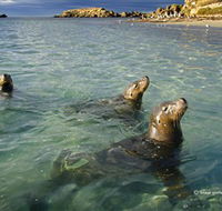 Shoalwater Islands Marine Park - Kawana Tourism