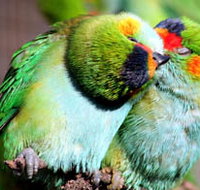 Rainbow Jungle - The Australian Parrot Breeding Centre - Kawana Tourism