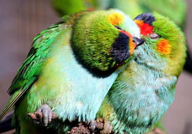 Rainbow Jungle - The Australian Parrot Breeding Centre - Kawana Tourism 0