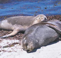 Carnac Island - Kawana Tourism