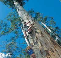 Dave Evans Bicentennial Tree - Kawana Tourism