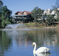 White Swans - Kawana Tourism
