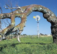 Greenough Leaning Trees - Kawana Tourism