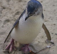 Penguin Island Boardwalks and Walk Trail - Kawana Tourism