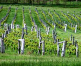 Sienna Estate Winery - Kawana Tourism 0