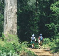 Gloucester Tree - Kawana Tourism