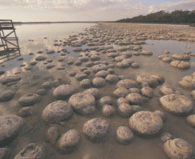 Yalgorup National Park - Kawana Tourism 0