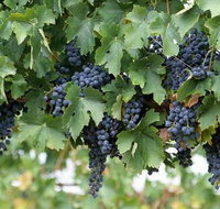 Capel Vale Wines - Kawana Tourism