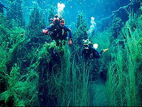 Ewens Ponds Conservation Park - Kawana Tourism 0