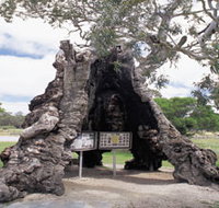 The Herbig Family Tree - Kawana Tourism