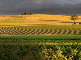 Kellermeister Wines - Kawana Tourism 0