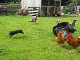 Echo Farm - Kawana Tourism 0