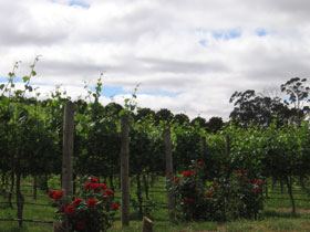 Manyara Vineyard - Kawana Tourism 0