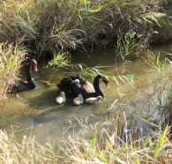 Tamar Island Wetlands Reserve and Interpretation Centre - Kawana Tourism