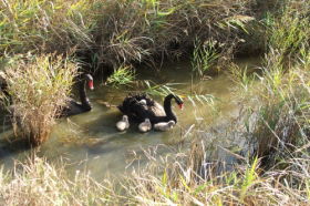 Tamar Island Wetlands Reserve And Interpretation Centre - Kawana Tourism 0