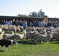 Curringa Farm - Accommodation and Farm Tours - Kawana Tourism