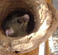 Mulga Sanctuary and Wildlife Park - Kawana Tourism