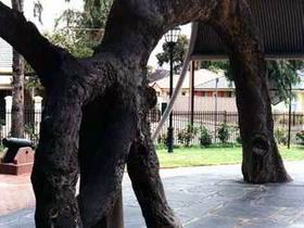 Old Gum Tree - Kawana Tourism 0