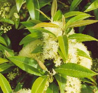 Tumbeela Native Bushfoods - Kawana Tourism
