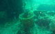 Wallaroo Scuba Club - thumb 0