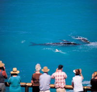 Whale Watching At Head Of Bight - Kawana Tourism