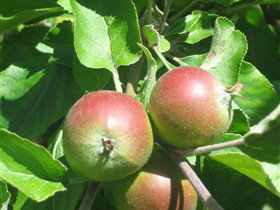 Sage Cooking School - Kawana Tourism 0