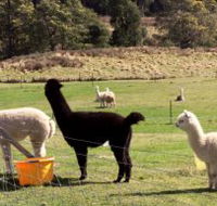 Maydena Country Cabins Accommodation  Alpaca Stud - Kawana Tourism