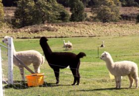 Maydena Country Cabins Accommodation & Alpaca Stud - Kawana Tourism 0