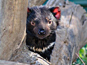 Trowunna Wildlife Sanctuary - Kawana Tourism 0