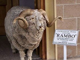 Tasmanian Wool Centre - Kawana Tourism 0