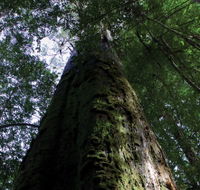 Styx Big Tree Reserve - Kawana Tourism