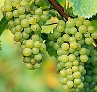 TP Vineyards - Kawana Tourism