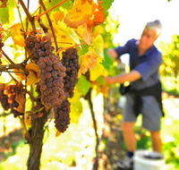 Native Point Wines - Kawana Tourism