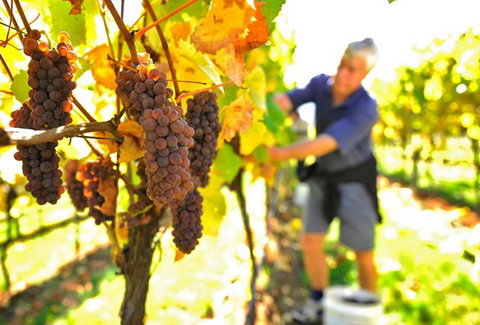 Native Point Wines - Kawana Tourism 0