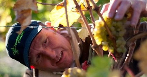 Puddleduck Vineyard - Kawana Tourism 0