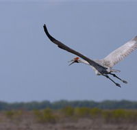 Gayngaru Wetlands Interpretive Walk - Kawana Tourism