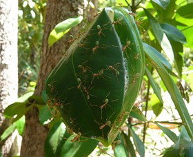 Greenant Creek Walk - Kawana Tourism 0