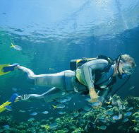 Kirra Reef Dive Site - Kawana Tourism