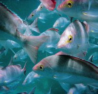 The Scottish Prince Dive Site - Kawana Tourism