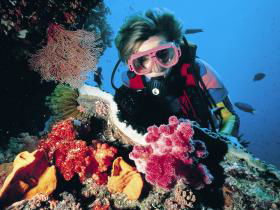Nine Mile Reef Dive Site - Kawana Tourism 0