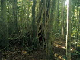 Lamington National Park, Binna Burra Section - Kawana Tourism 0