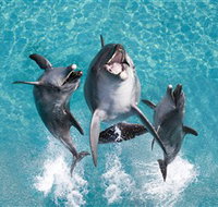 Sea World - Kawana Tourism