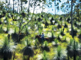 Bicentennial National Trail - Section 5 - Kawana Tourism 0